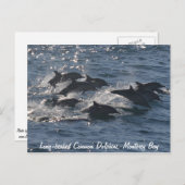 長い冠の一般的なイルカのはがき ポストカード (正面/裏面)