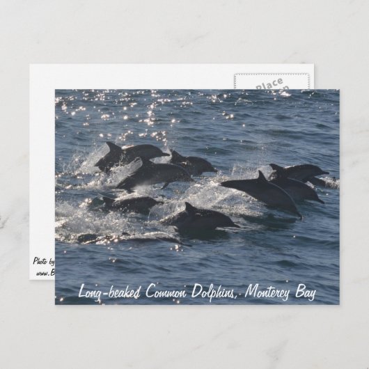長い冠の一般的なイルカのはがき ポストカード (正面/裏面)