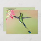 長い尾の羽を持つ美しいハミングバード ポストカード (正面/裏面)