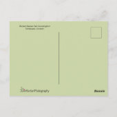 長い尾の羽を持つ美しいハミングバード ポストカード (裏面)