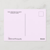 長い尾を持つエキゾチックなハミングバード ポストカード (裏面)