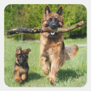 長い毛のふわふわしたドイツの羊飼いの犬と子犬 スクエアシール