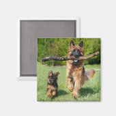 長い毛のふわふわしたドイツの羊飼いの犬と子犬 マグネット (正面/裏面)