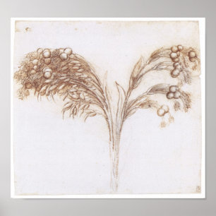 長い茎を持つ植物の詳細スケッチ, Da Vinci ポスター