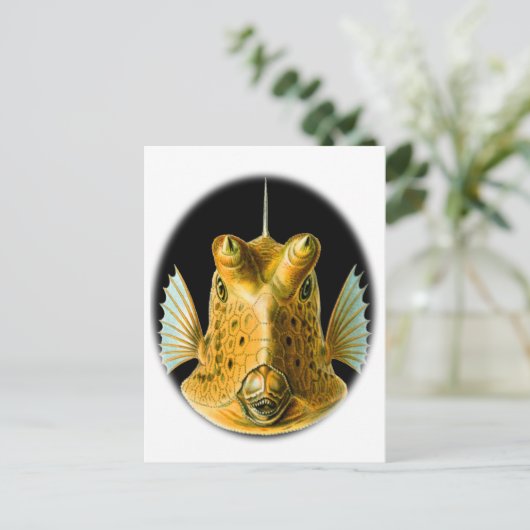 長い角を持つカウフィッシュ ポストカード (スタンド正面)