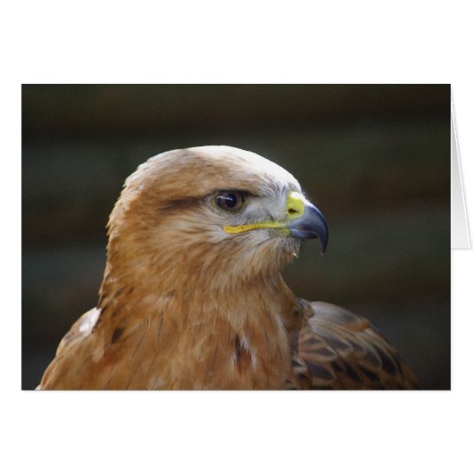 長い足のヒメコンドル (正面横)