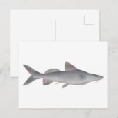 長い頬髯のナマズ ポストカード (正面/裏面)