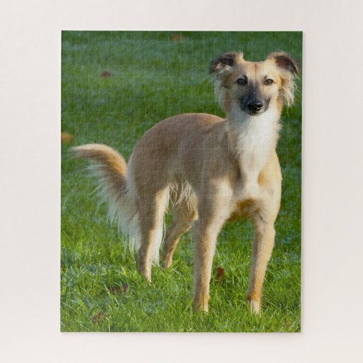 長い髪のウィペット犬ジグサウ。 ジグソーパズル (縦)