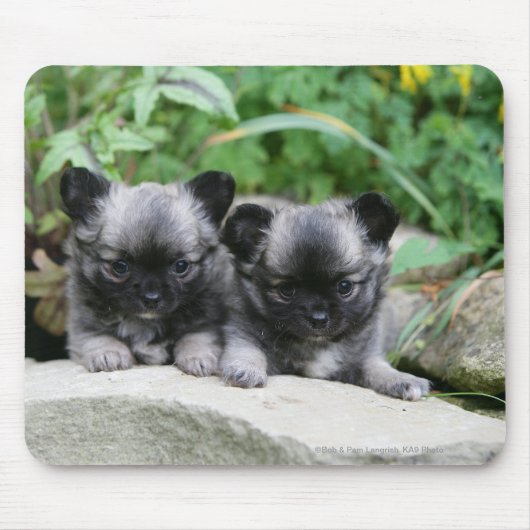 長い髪のチワワの子犬 マウスパッド (正面)