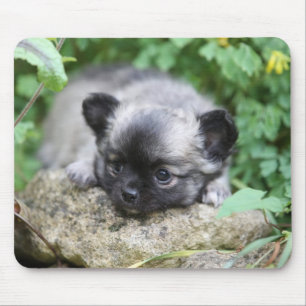 長い髪のチワワの子犬 マウスパッド