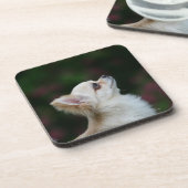 長い髪のチワワのHeadshot 2 コースター (左側)