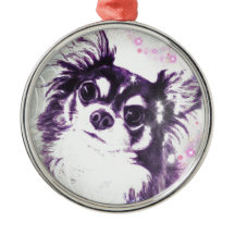 長い髪のチワワ