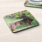 長い髪のミニチュアダックスフント1 コースター (左側)