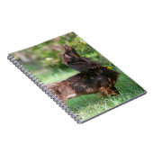 長い髪のミニチュアダックスフント1 ノートブック (右側)