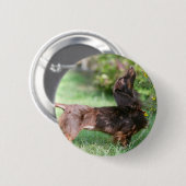 長い髪のミニチュアダックスフント1 缶バッジ (正面&裏面)