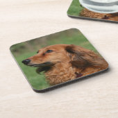 長い髪のミニチュアダックスフント2 コースター (左側)