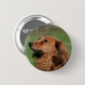 長い髪のミニチュアダックスフント2 缶バッジ (正面&裏面)