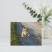 長い髪の茶色と白のチワワランニングアの ポストカード (スタンド正面)