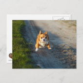長い髪の茶色と白のチワワランニングアの ポストカード (正面/裏面)