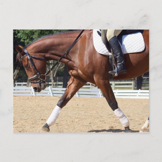 長い、低い ポストカード (正面)