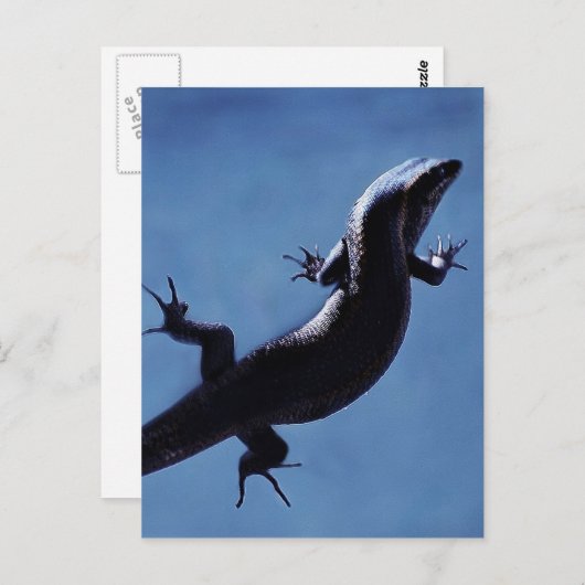 長寿 ポストカード (正面/裏面)