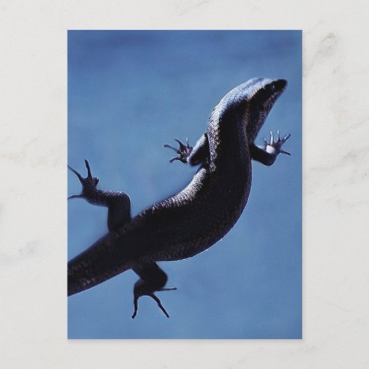 長寿 ポストカード (正面)