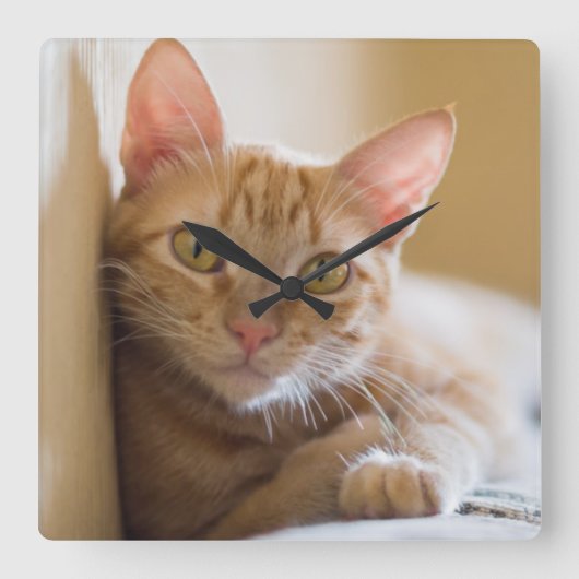 長椅子に横たわる子猫 スクエア壁時計 (正面)