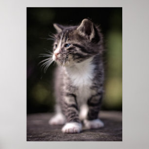 長椅子に立つ子猫 ポスター