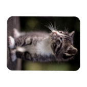 長椅子に立つ子猫 マグネット (横)