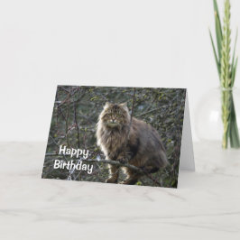 長毛のタビー猫誕生日カード カード