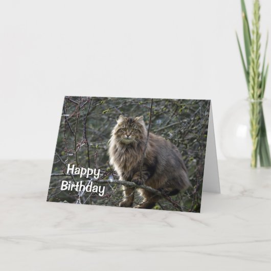 長毛のタビー猫誕生日カード カード (正面)