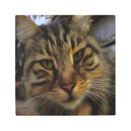 長毛のタビー猫　芸術的なペットの肖像画ｖ２ メタルプリント