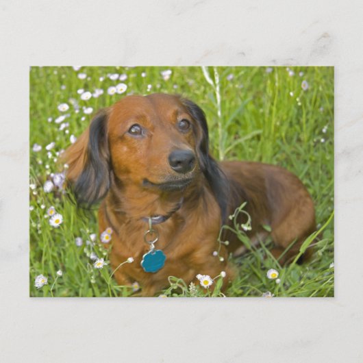 長毛のダシュント ポストカード (正面)