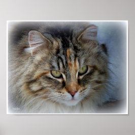 長毛のトラ猫の写真肖像ポスター ポスター