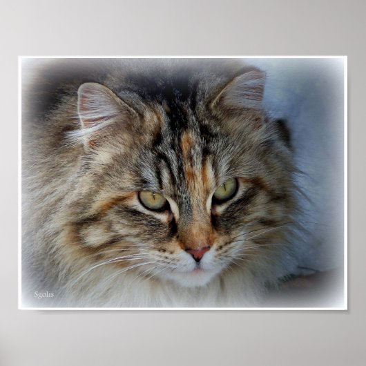 長毛のトラ猫の写真肖像ポスター ポスター (正面)