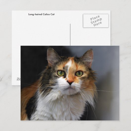 長毛の三毛猫 ポストカード (正面/裏面)