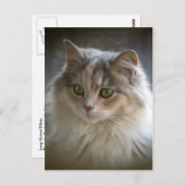 長毛の子猫 ポストカード (正面/裏面)