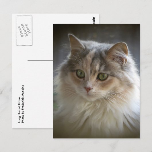 長毛の子猫 ポストカード (正面/裏面)