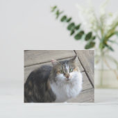 長毛の猫 ポストカード (スタンド正面)
