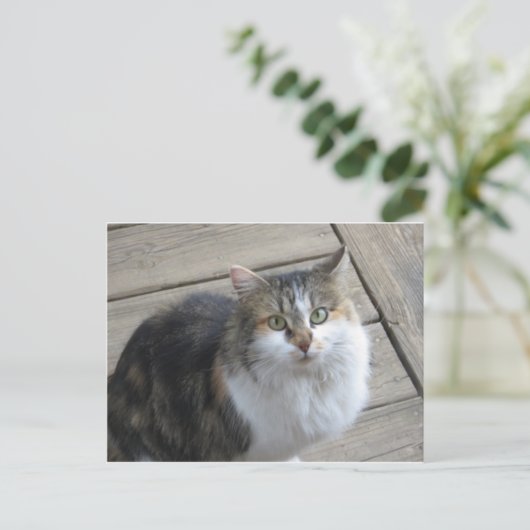 長毛の猫 ポストカード (スタンド正面)