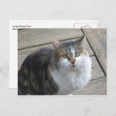 長毛の猫 ポストカード (正面/裏面)
