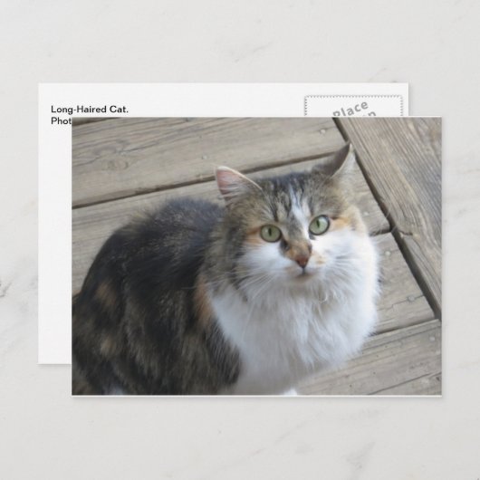 長毛の猫 ポストカード (正面/裏面)