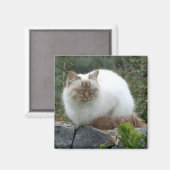 長毛の高貴な猫マグネット マグネット (正面/裏面)