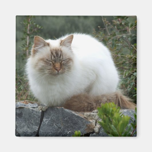 長毛の高貴な猫マグネット マグネット (正面)
