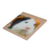 長毛ギニアカラフルブタ タイル (側面)