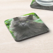 長毛グレイロシアのブルー コースター (左側)