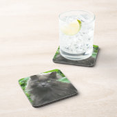 長毛グレイロシアのブルー コースター (右側)