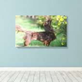 長毛ミニチュアダックスシュント1 キャンバスプリント (インサイチュ (ウッドフロア))