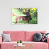 長毛ミニチュアダックスシュント1 キャンバスプリント (インサイチュ (リビング))