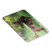 長毛ミニチュアダックスシュント1 マグネット (右側)